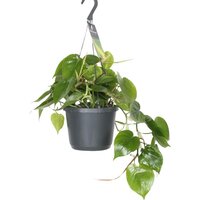 PHILODENDRON SCANDENS HANGING BASKET