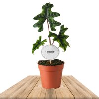 ALOCASIA JACKLYN 25CM (ALOCASIA SULAWESI)