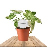 ALOCASIA MACRORRHIZA SPLASH 20CM (OREJAS DE ELEFANTE VARIEGATA)