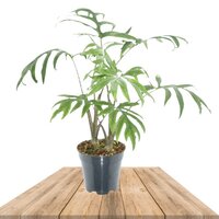 ALOCASIA BRANCIFOLIA PINK PASSION 40CM