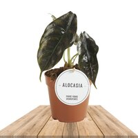 ALOCASIA AZLANII 25CM (ALOCASIA RED MAMBO)