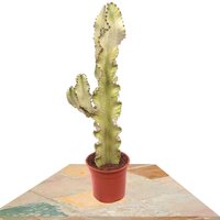 CACTUS EUPHORBIA ERITREA VARIEGATA 60CM (EUPHORBIA ERYTHRAEAE)