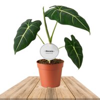 ALOCASIA FRYDEK 30CM (OREJAS DE ELEFANTE MICHOLITZIANA)