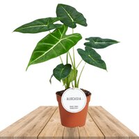 ALOCASIA FRYDEK 60CM (ELEPHANT EARS MICHOLITZIANA)