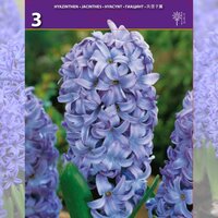 3 BULBOS JACINTO AZUL (HYACINTHUS)