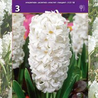 3 BULBOS JACINTO BLANCO (HYACINTHUS)