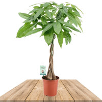 PACHIRA ACUATICA 50CM (CASTAÑO DE GUAYANA)