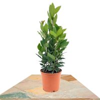 LAUREL ARBUSTO (LAURUS NOBILIS)