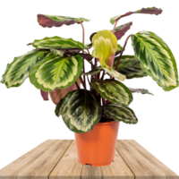 CALATHEA MIX MACETA 14CM (CALATEA)