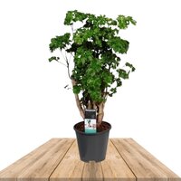 POLYSCIAS ROBLE 50CM