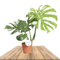 MONSTERA THAI CONSTELLATION 60CM