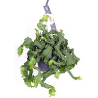 BEAVERTAIL PLANT 40CM (EPIPHYLLUM GUATAMALENSE)