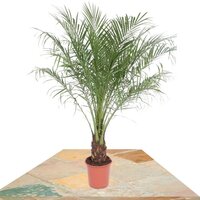 PHOENIX ROEBELLINII 140CM (PAMERA ENANA)