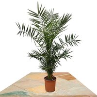 PALMERA CANARIA 160CM (PHOENIX CANARIENSIS)