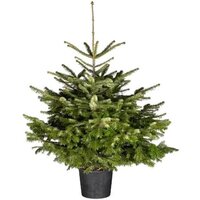 🪴🎄ABETO NORDMAN EN MACETA (ABIES NORDMANNIANA)