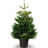 🌱🎄ABETO NORDMAN ENRAIZADO (ABIES NORDMANNIANA)