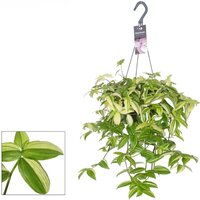 TRADESCANTIA YELLOW HILL (INCH PLANT)