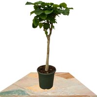 FICUS UMBELLATA TRONCO 160CM (GOMERO DE ÁFRICA)