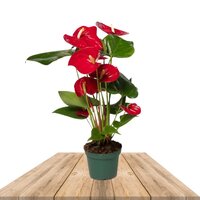 ANTURIO ROJO 50CM (ANTHURIUM)