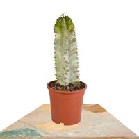 EUPHORBIA INGENS MARMORATA (CANDELABRA TREE)