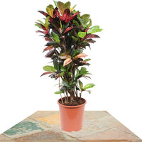 CROTON MRS ICETON 130CM (CODIAEUM VARIEGATUM)
