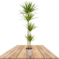 DRACAENA MARGINATA 180CM (MADAGASCAR DRAGON TREE)