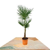 PALMERA TRACHYCARPUS FORTUNEI 150CM