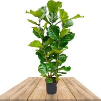 CAUCHO FIBROSO 160CM (FICUS LYRATA BUSH)