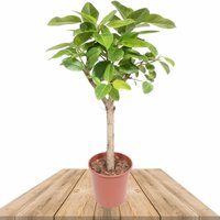 FICUS ALTISSIMA 130CM (ÁRBOL DE CAUCHO)