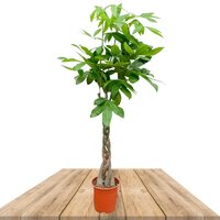 PACHIRA AQUATICA TRONCO TRENZADO 170CM (CEIBO DE AGUA)