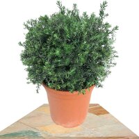 WESTRINGIA FRUTICOSA 45CM (ROMERO AUSTRALIANO)