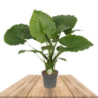 OREJA DE ELEFANTE 80CM (ALOCASIA GAGEANA CALIFORNIA)