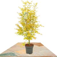 ARCE JAPONÉS ORANGE DREAM 140CM (ACER PALMATUM)