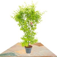 ARCE JAPONÉS GOING GREEN 130CM (ACER PALMATUM)