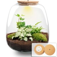 KIT TERRARIO EMMA CON PLANTAS: MUSGO, FITTONIA BLANCA, HEDERA Y HELECHO