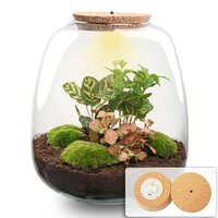 KIT TERRARIO EMMA CON PLANTAS: MUSGO, FITTONIA ROJA, COFFEA ARABICA Y CALATHEA