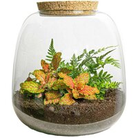 KIT TERRARIO TINY EMMA CON PLANTAS: FITTONIA RUBY LIME Y HELECHO