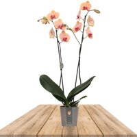 ORQUÍDEA NARANJA 2 RAMAS 70CM