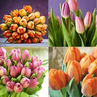 RAMO DE 20 TULIPANES 40CM (TULIPA)