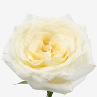 RAMO DE 12 ROSAS BLANCAS CREMA 50CM (ROSA CANDLELIGHT)