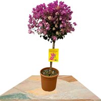 BUGANVILLA SANDERIANA COPA 100CM (BOUGAINVILLEA)