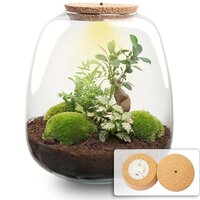 KIT TERRARIO EMMA CON PLANTAS: MUSGO, FITTONIA ROSA, FICUS GINSENG BONSAI Y HELECHO