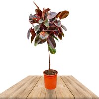 FICUS ELASTICA BELIZE COPA 130CM (ÁRBOL DE CAUCHO)