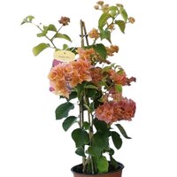 BOUGAINVILLEA NARANJA PIRAMIDAL 100CM (BOUGAINVILLEA)