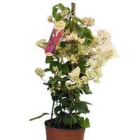 BOUGAINVILLEA BLANCA PIRAMIDAL 100CM (BOUGAINVILLEA)