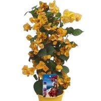 BOUGAINVILLEA AMARILLA PIRAMIDAL 100CM (BOUGAINVILLEA)