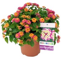 LANTANA CAMARA ANGIE FRESA TRICOLOUR 40CM