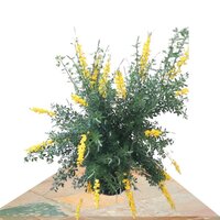 CYTISUS RACEMOSUS 35CM (RETAMA)