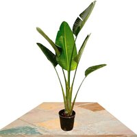 STRELITZIA AUGUSTA 175CM (BIRD OF PARADISE PLANT)