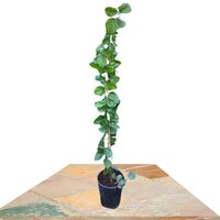 JASMINUM SAMBAC TUTOR 100CM (JAZMÍN DE ARABIA)